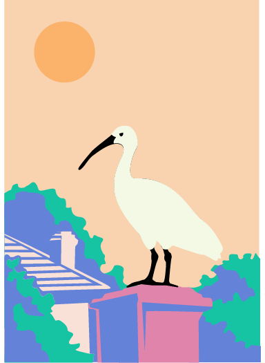 Bin Night, an illustration by Jackie Streit of a white ibis perched on a wheelie bin against suburban rooftops